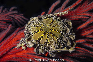 Grasping Arms

The basket star is also known as the jew... by Peet J Van Eeden 